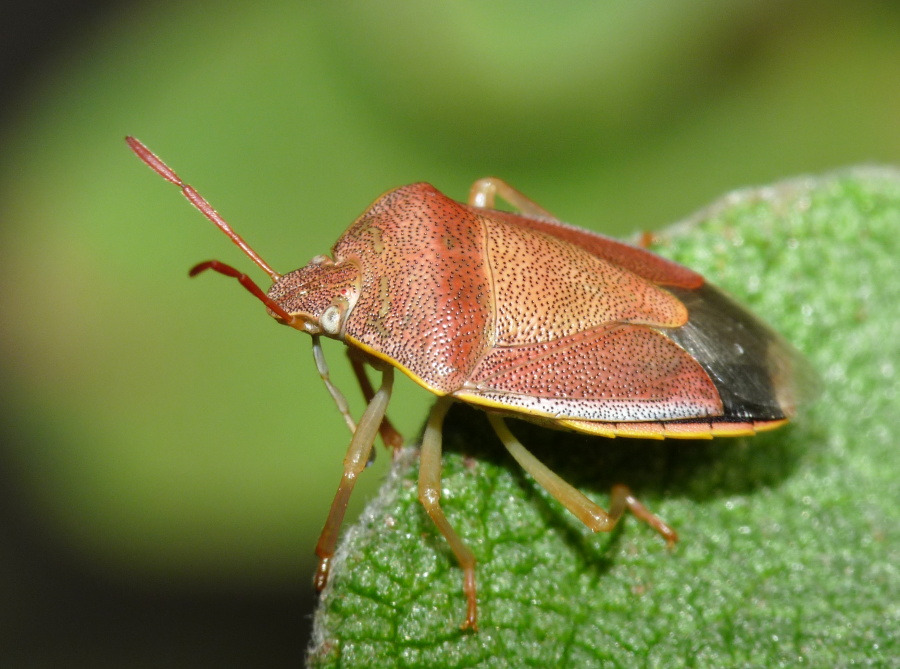 Pentatomidae: Piezodorus lituratus (f.litura) svernante